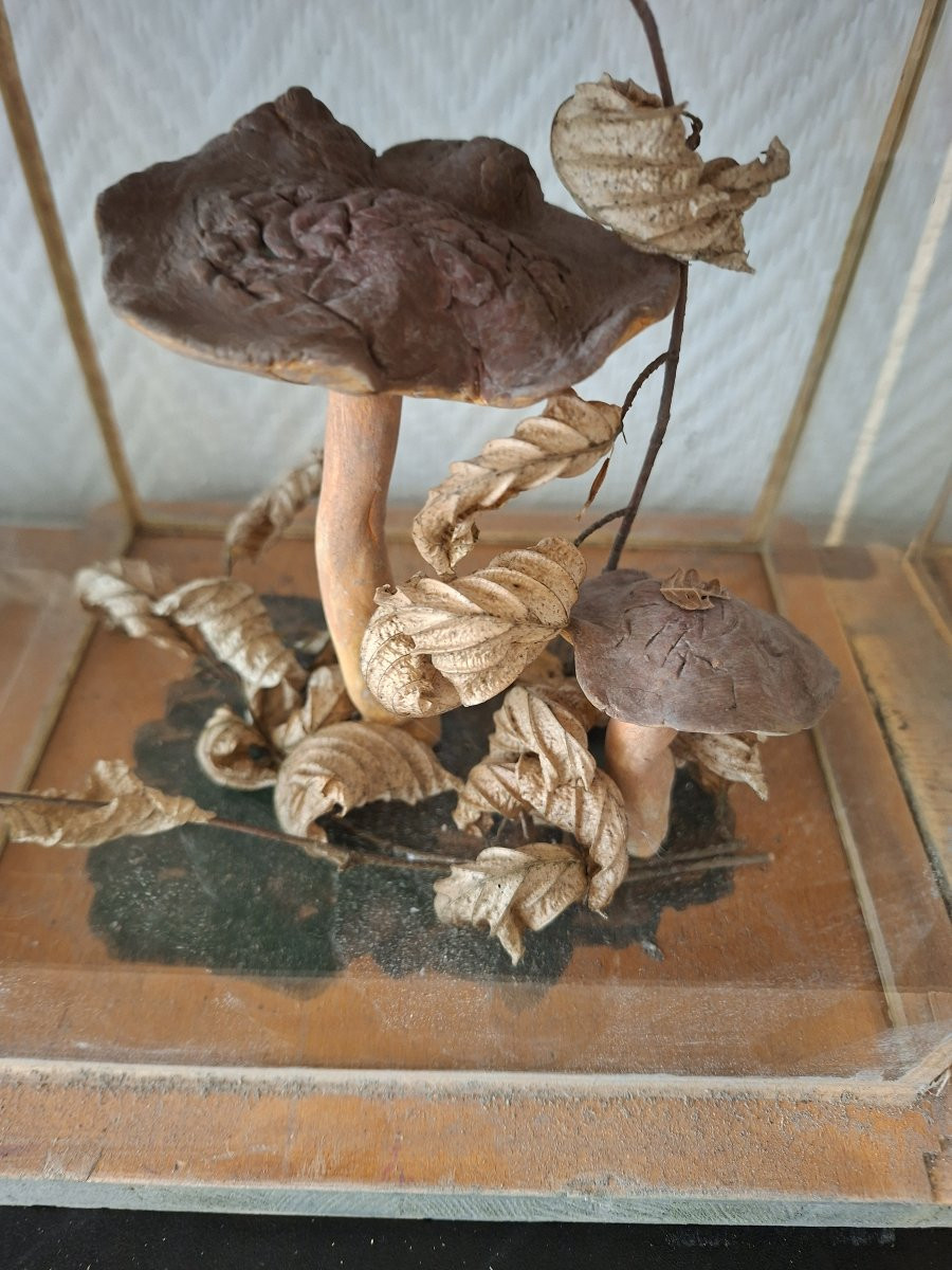 A Wall Of Mushroom Display Cases For Apothecaries-photo-5