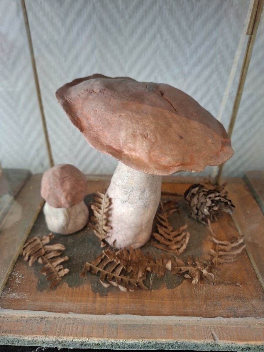 A Wall Of Mushroom Display Cases For Apothecaries-photo-7