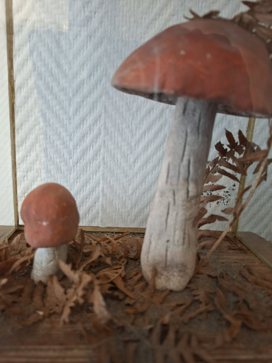 A Wall Of Mushroom Display Cases For Apothecaries-photo-8