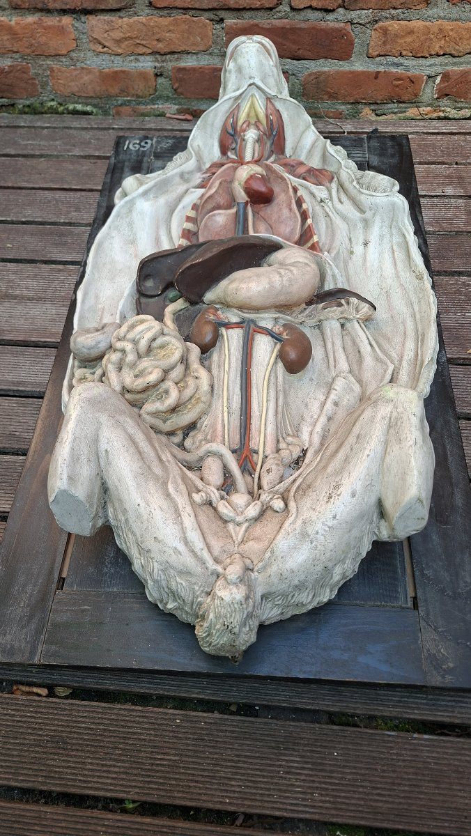 LAPIN   bien DIDACTIQUE plutot  ECORCHE-photo-7