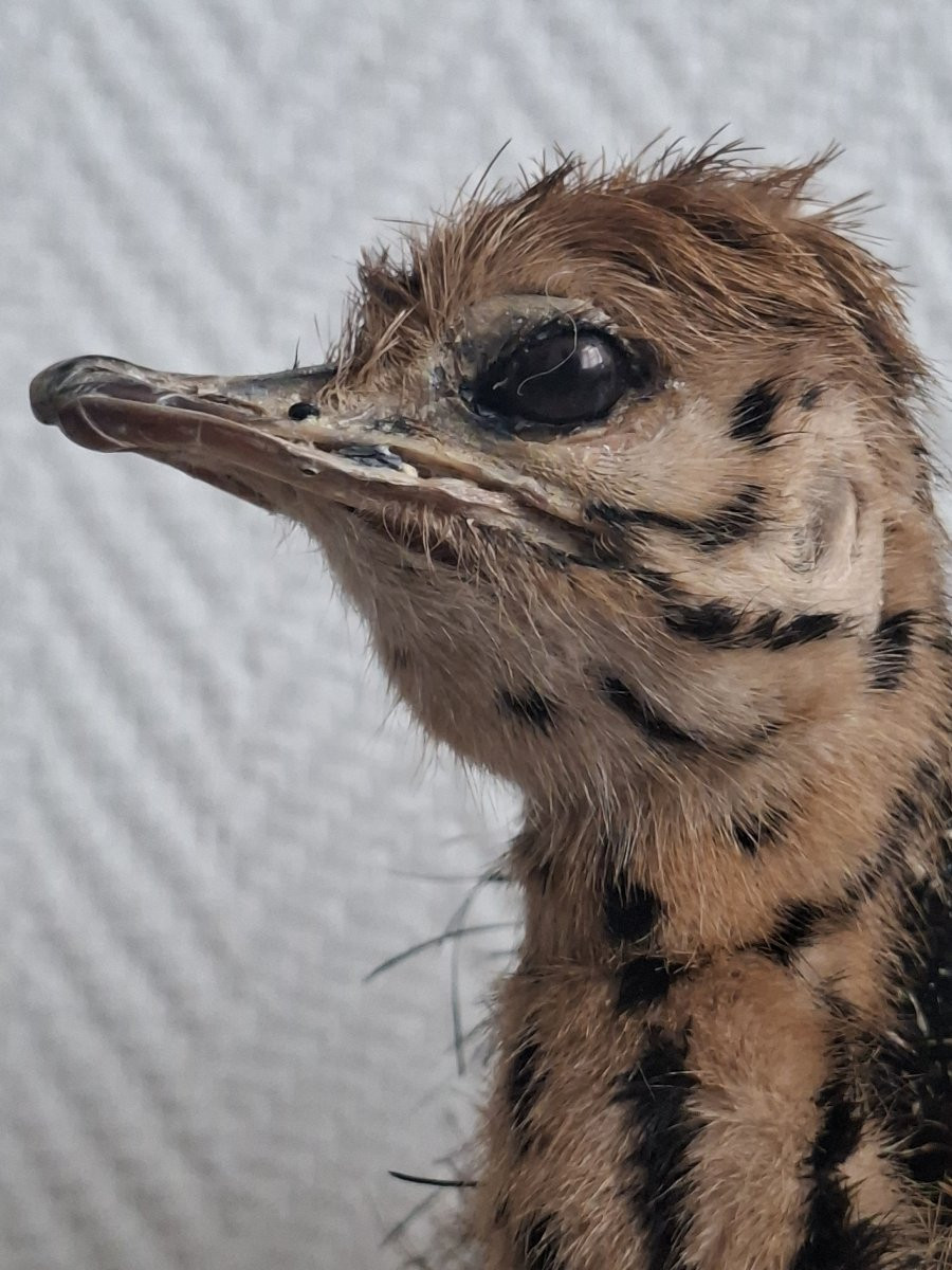Once Upon A Time There Were Two Ostrich Chicks...-photo-2