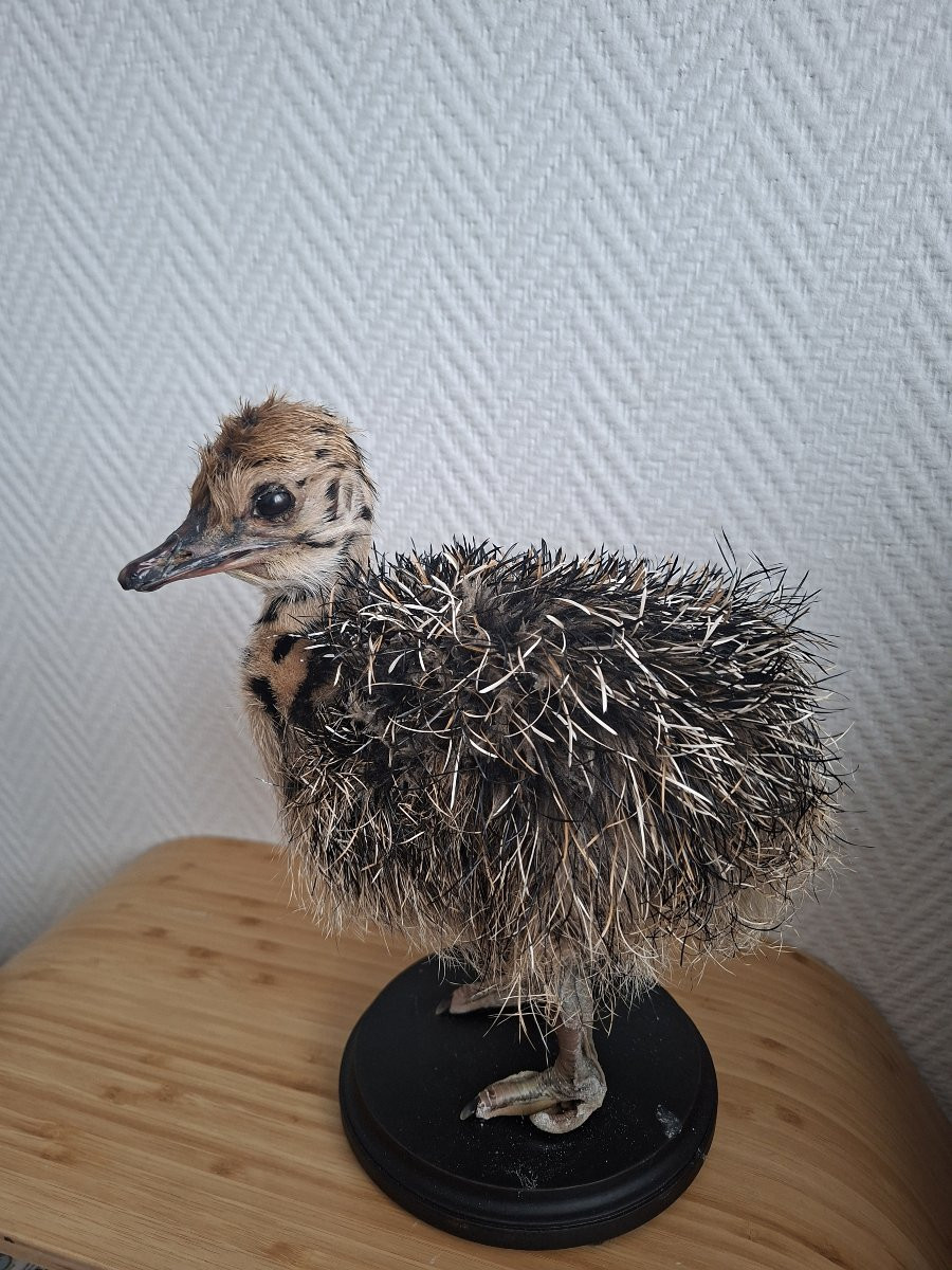 Once Upon A Time There Were Two Ostrich Chicks...-photo-1