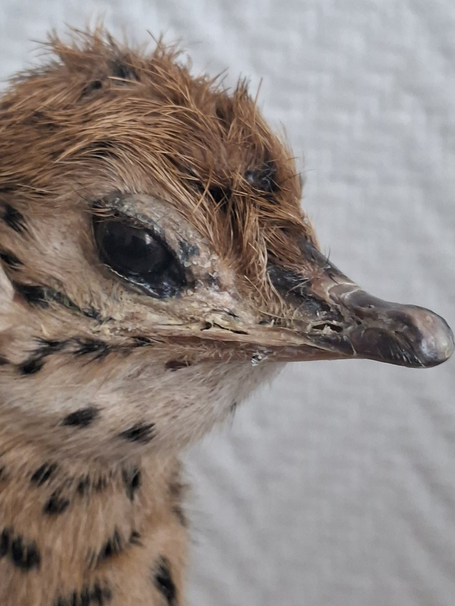 Once Upon A Time There Were Two Ostrich Chicks...-photo-4
