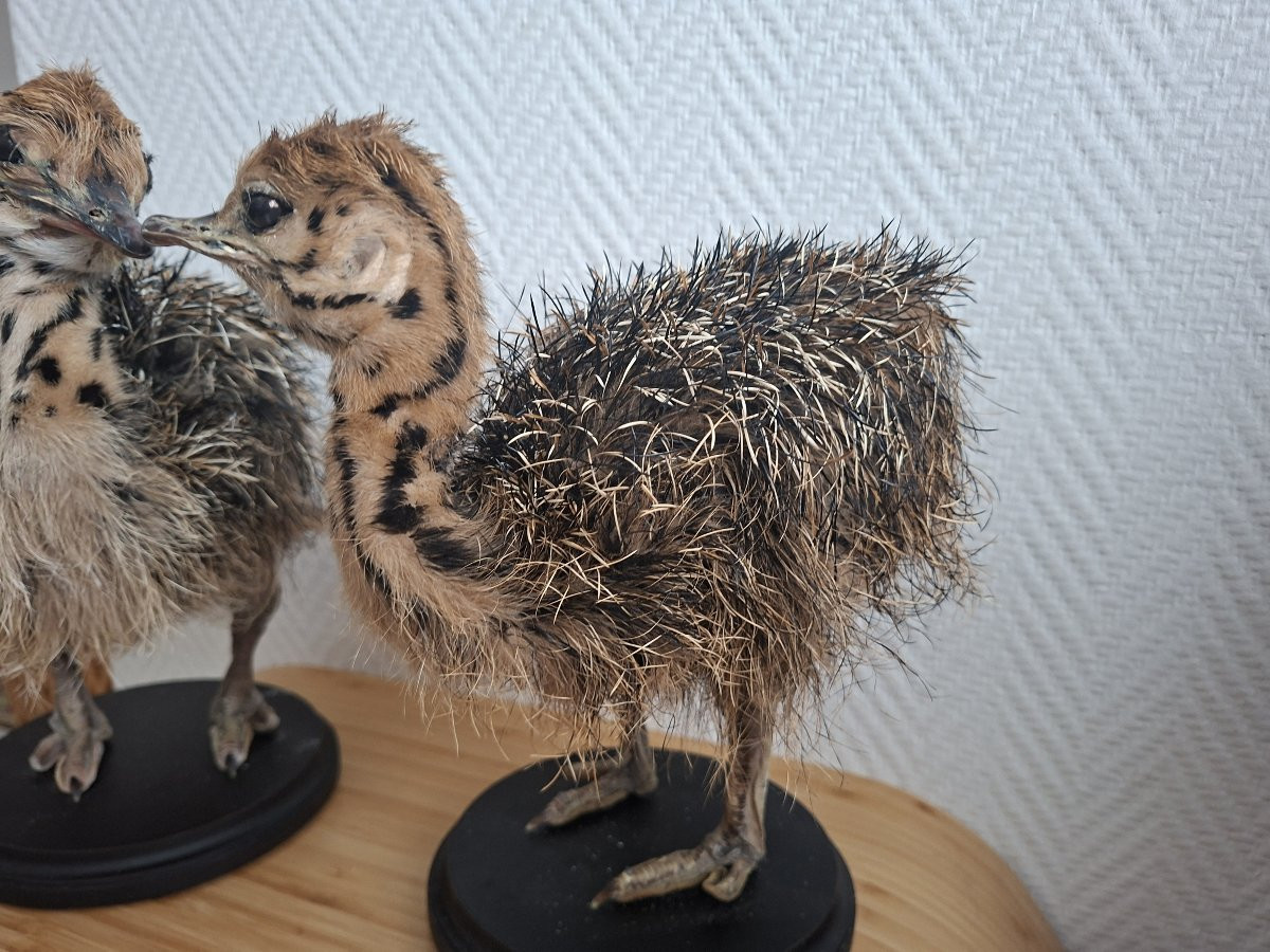 Once Upon A Time There Were Two Ostrich Chicks...-photo-6
