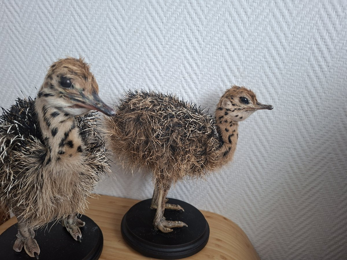 Once Upon A Time There Were Two Ostrich Chicks...-photo-7