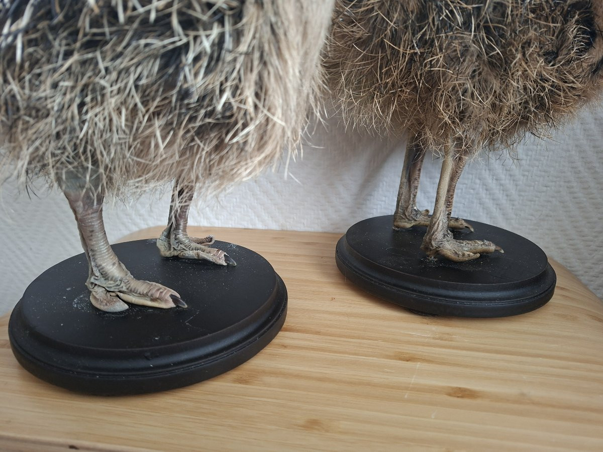 Once Upon A Time There Were Two Ostrich Chicks...-photo-8