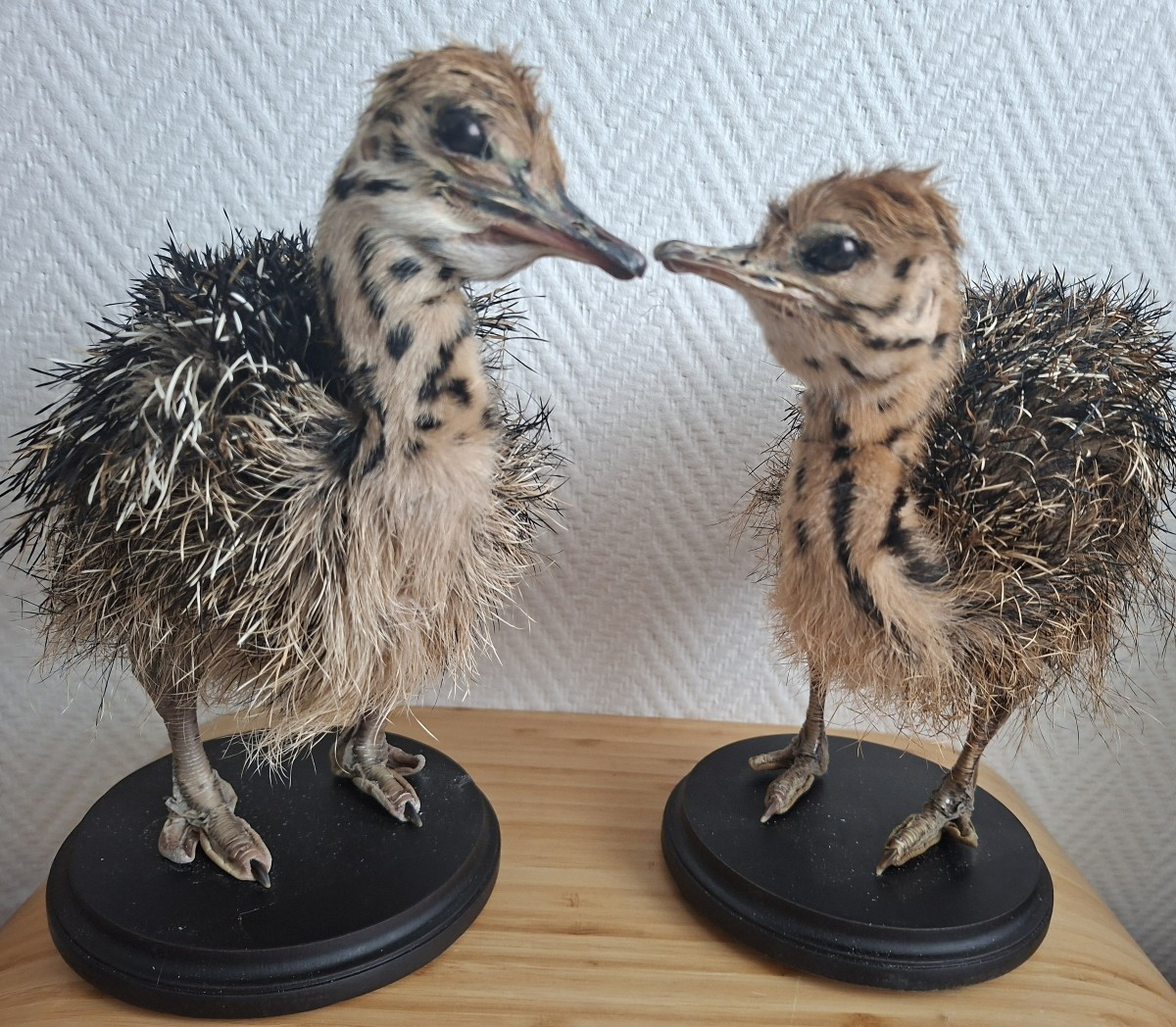 Once Upon A Time There Were Two Ostrich Chicks...