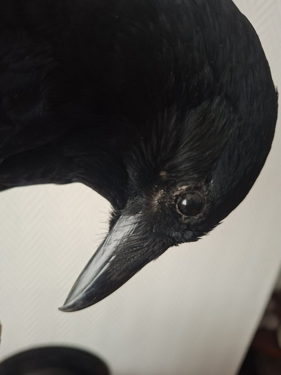la fable inexplorée du corbeau et son crâne de  blaireau-photo-2