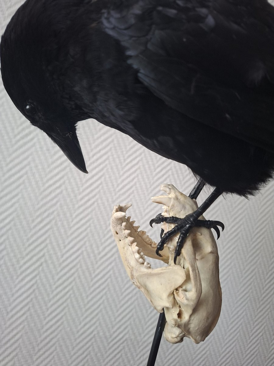 la fable inexplorée du corbeau et son crâne de  blaireau-photo-4