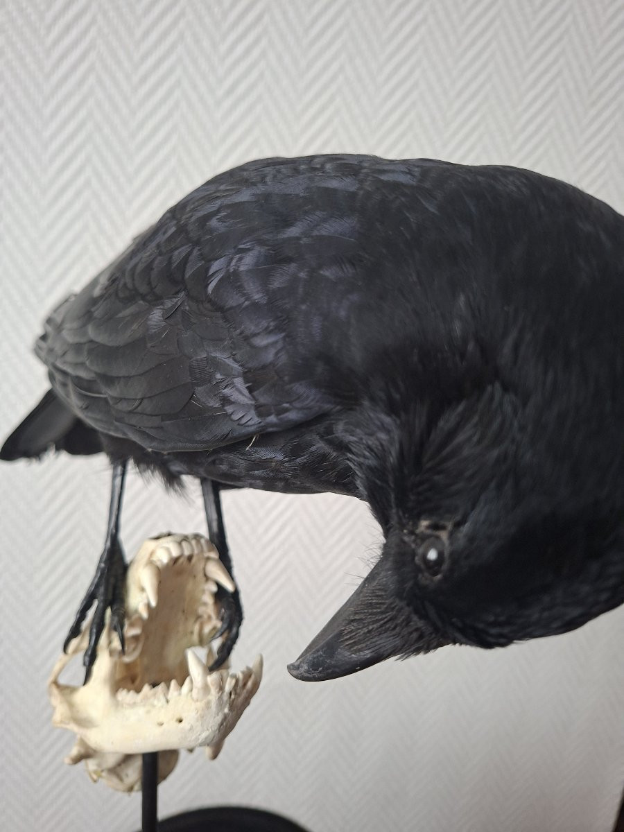 la fable inexplorée du corbeau et son crâne de  blaireau-photo-6