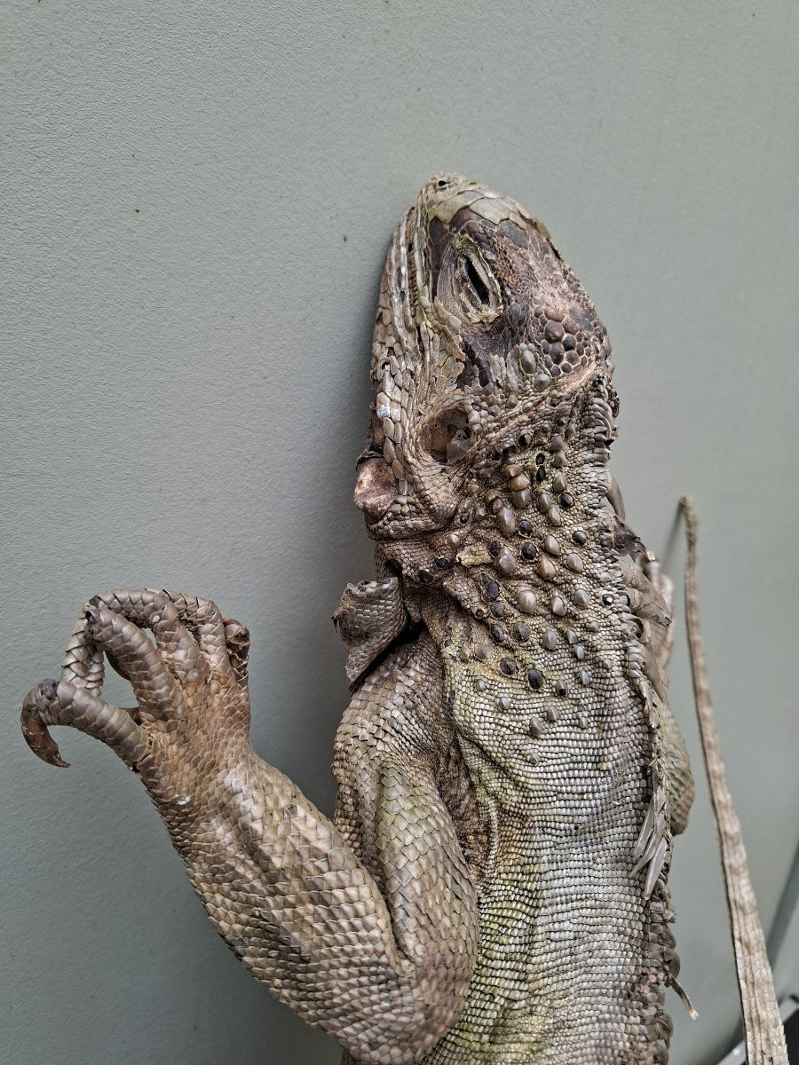 62x30x12 What A Beautiful Iguana-photo-4