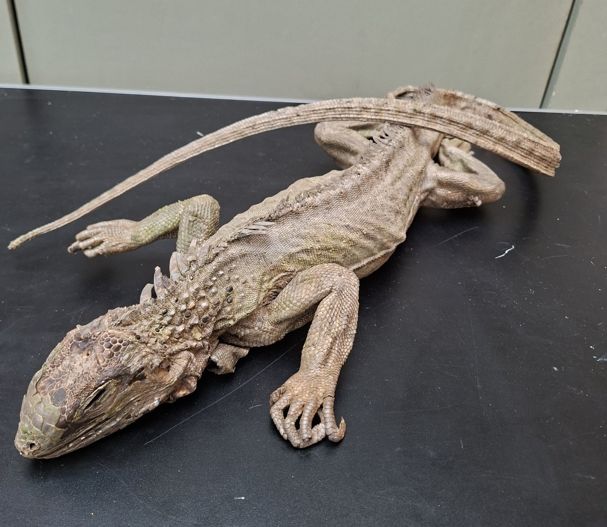 62x30x12 What A Beautiful Iguana-photo-2