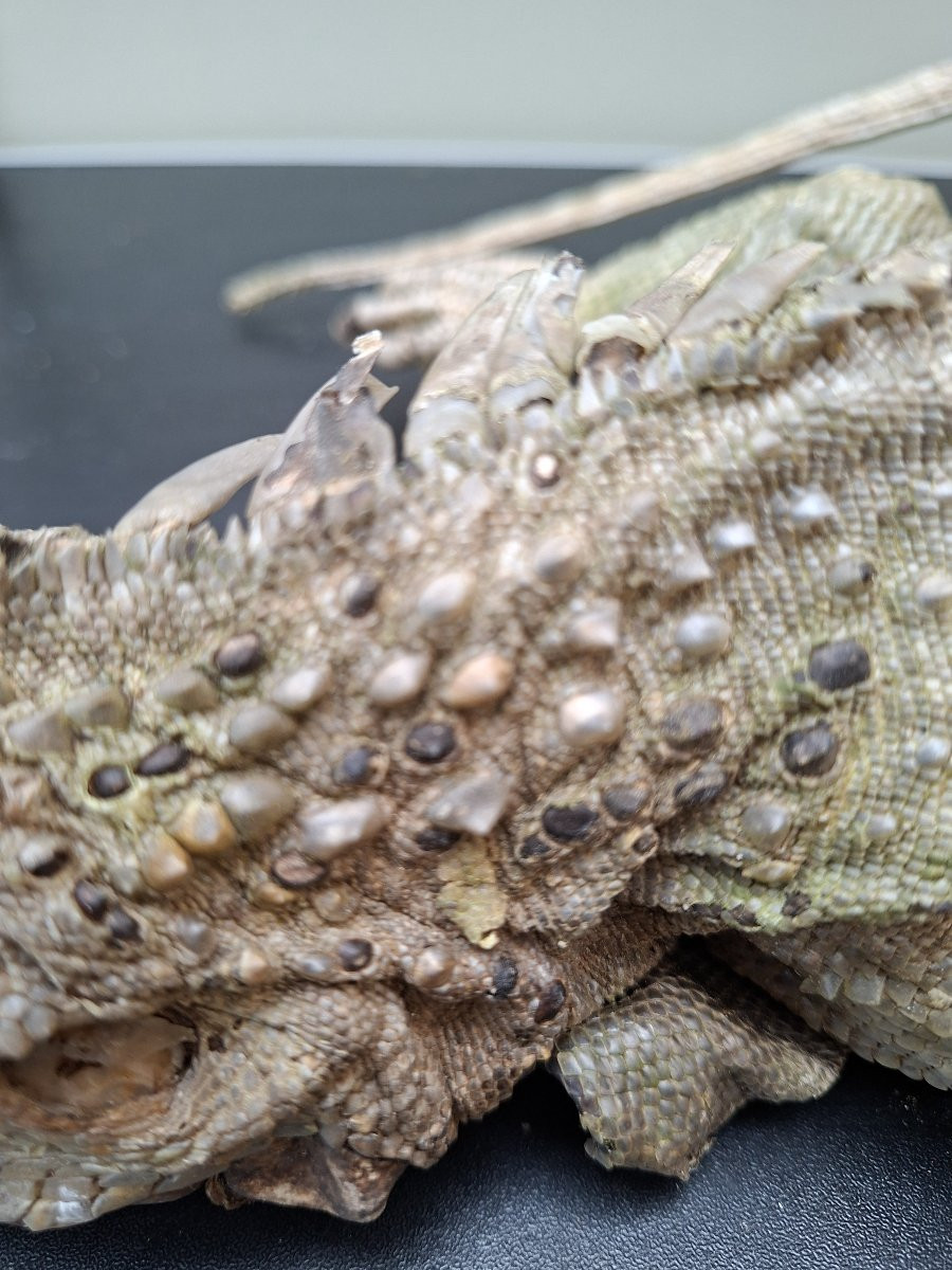 62x30x12 What A Beautiful Iguana-photo-5