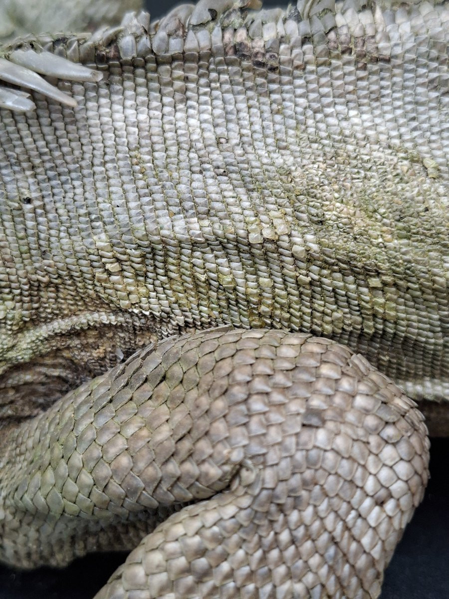 62x30x12 What A Beautiful Iguana-photo-6