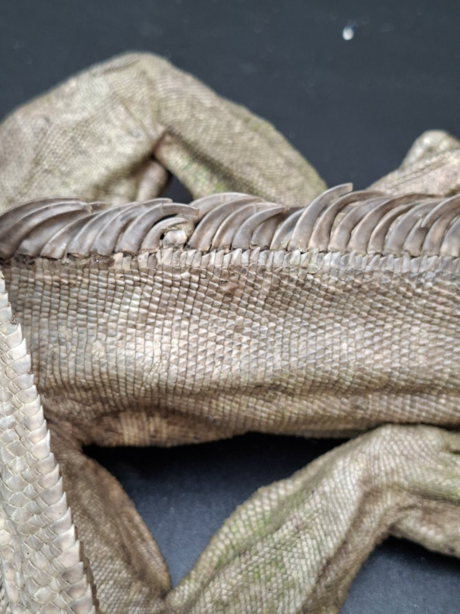 62x30x12 What A Beautiful Iguana-photo-7