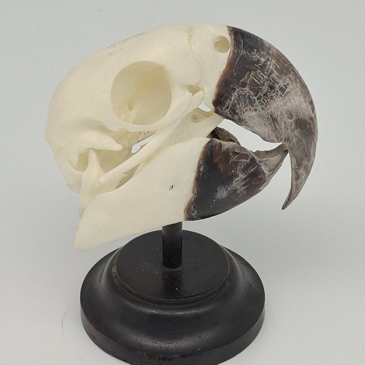 We All Need A Macaw Skull At Home-photo-4