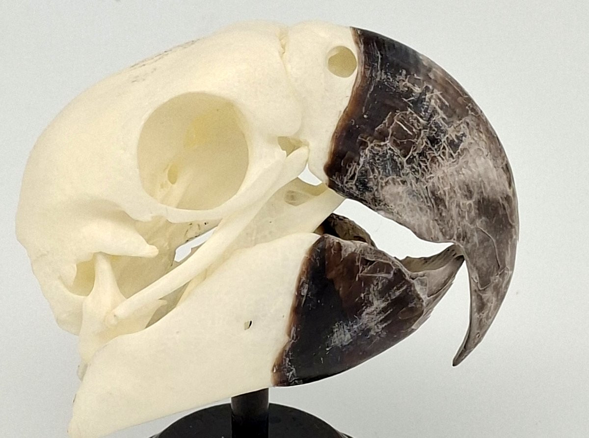 We All Need A Macaw Skull At Home-photo-1