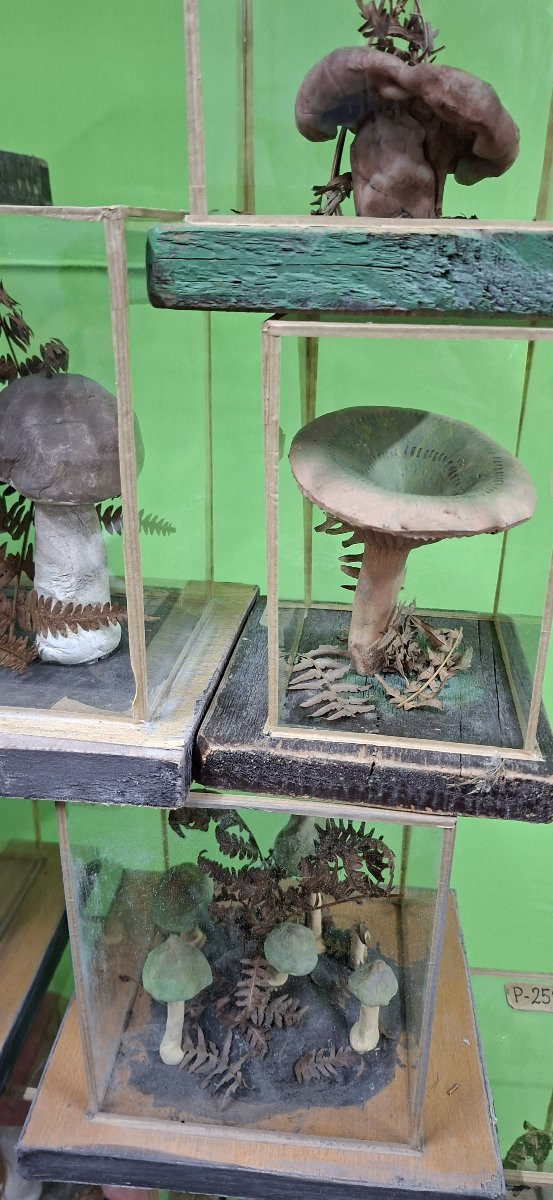 Very Instructive Mushrooms  -photo-4