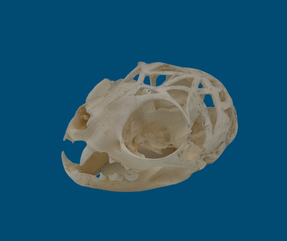An Open Air Cat Skull-photo-2