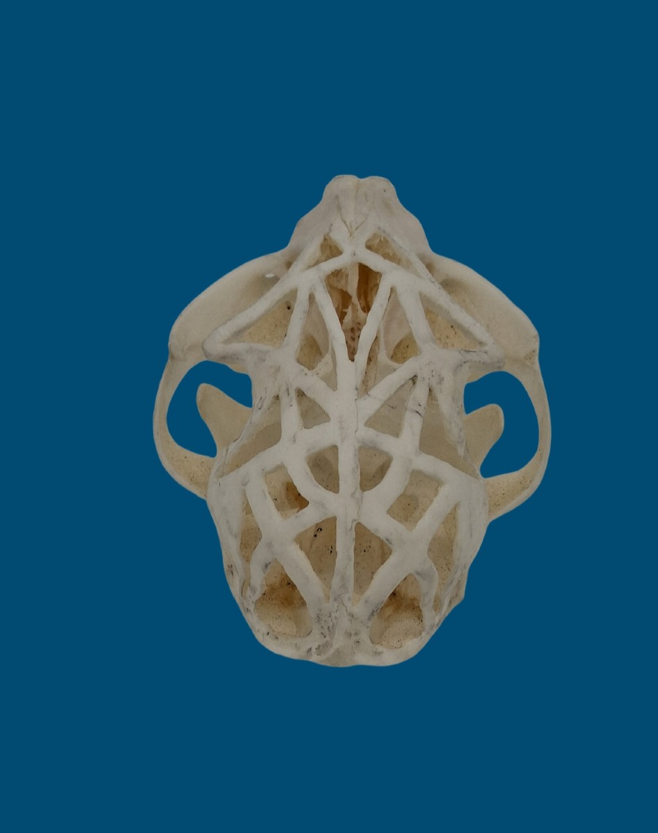 An Open Air Cat Skull-photo-3