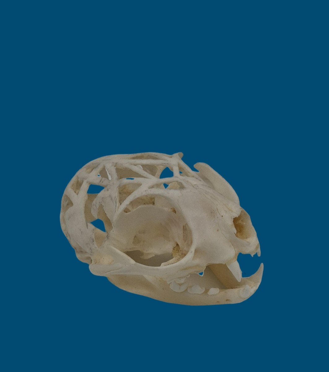 An Open Air Cat Skull-photo-4