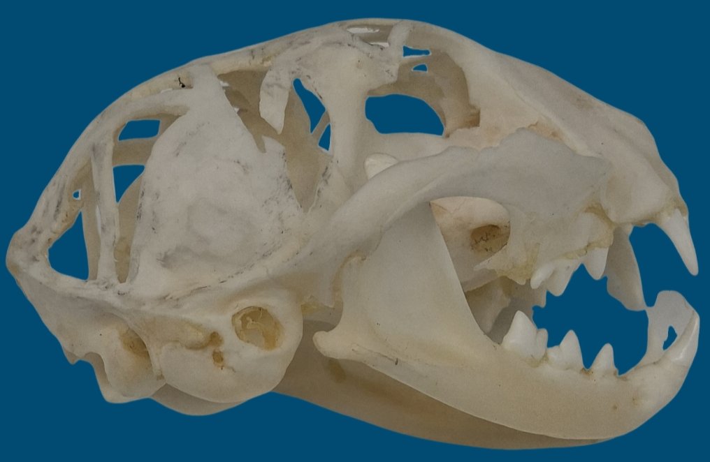 An Open Air Cat Skull-photo-1