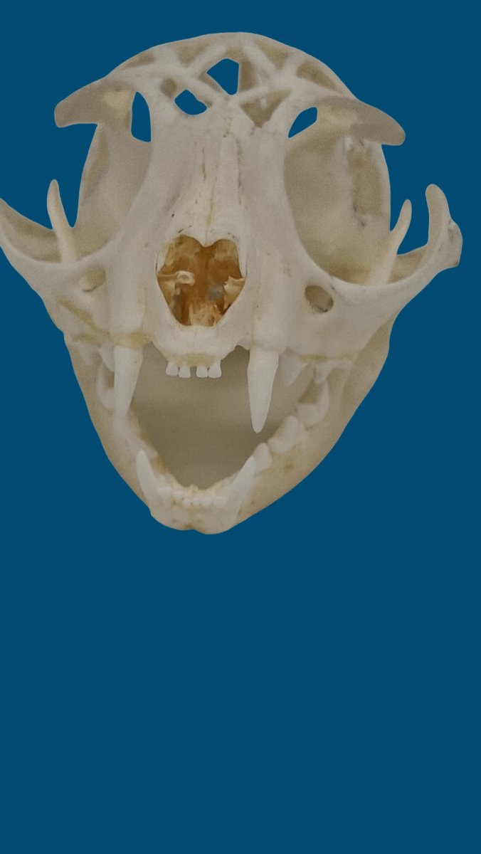 An Open Air Cat Skull-photo-2