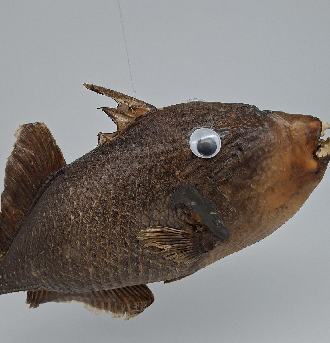 Large Hanging Ballista-photo-4