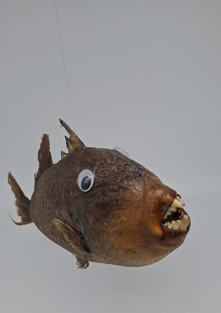 Large Hanging Ballista-photo-5