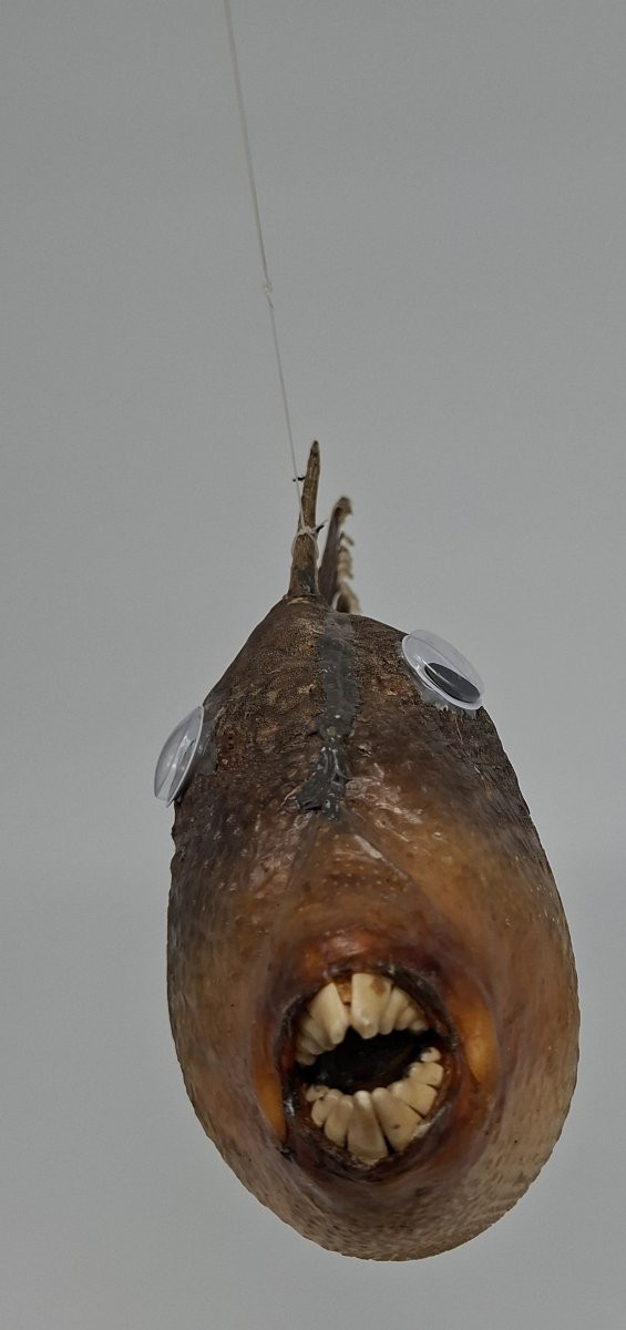 Large Hanging Ballista-photo-6