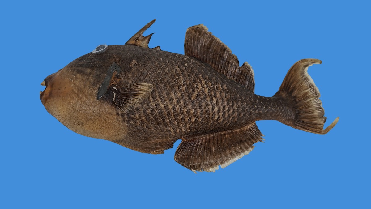 Large Hanging Ballista