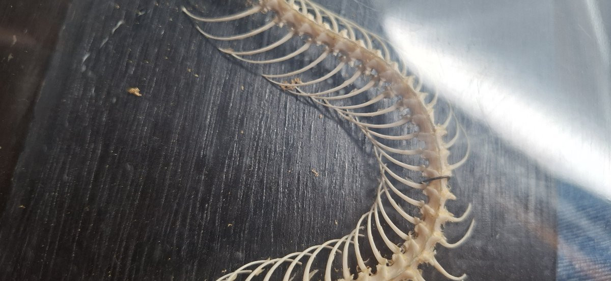  Educational Viper Skeleton-photo-2