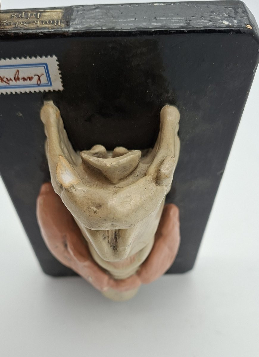 un larynx anatomique du XIXe siècle-photo-4