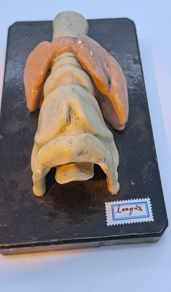 un larynx anatomique du XIXe siècle