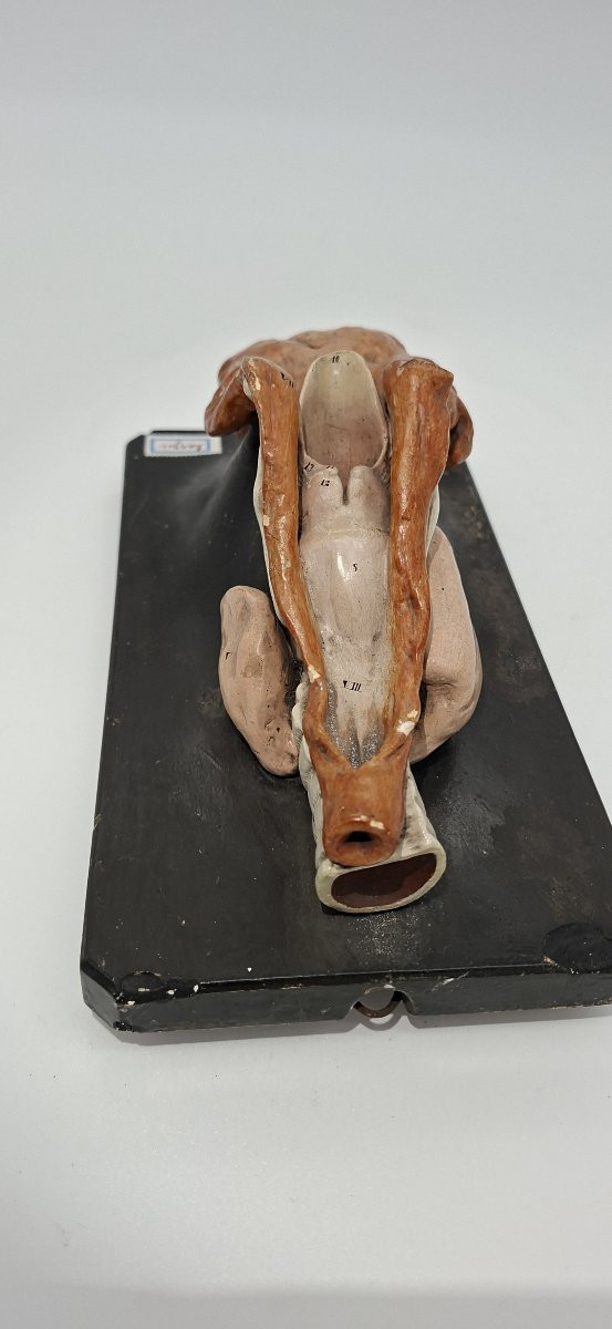 What Language Are We Talking About? Anatomical…-photo-4