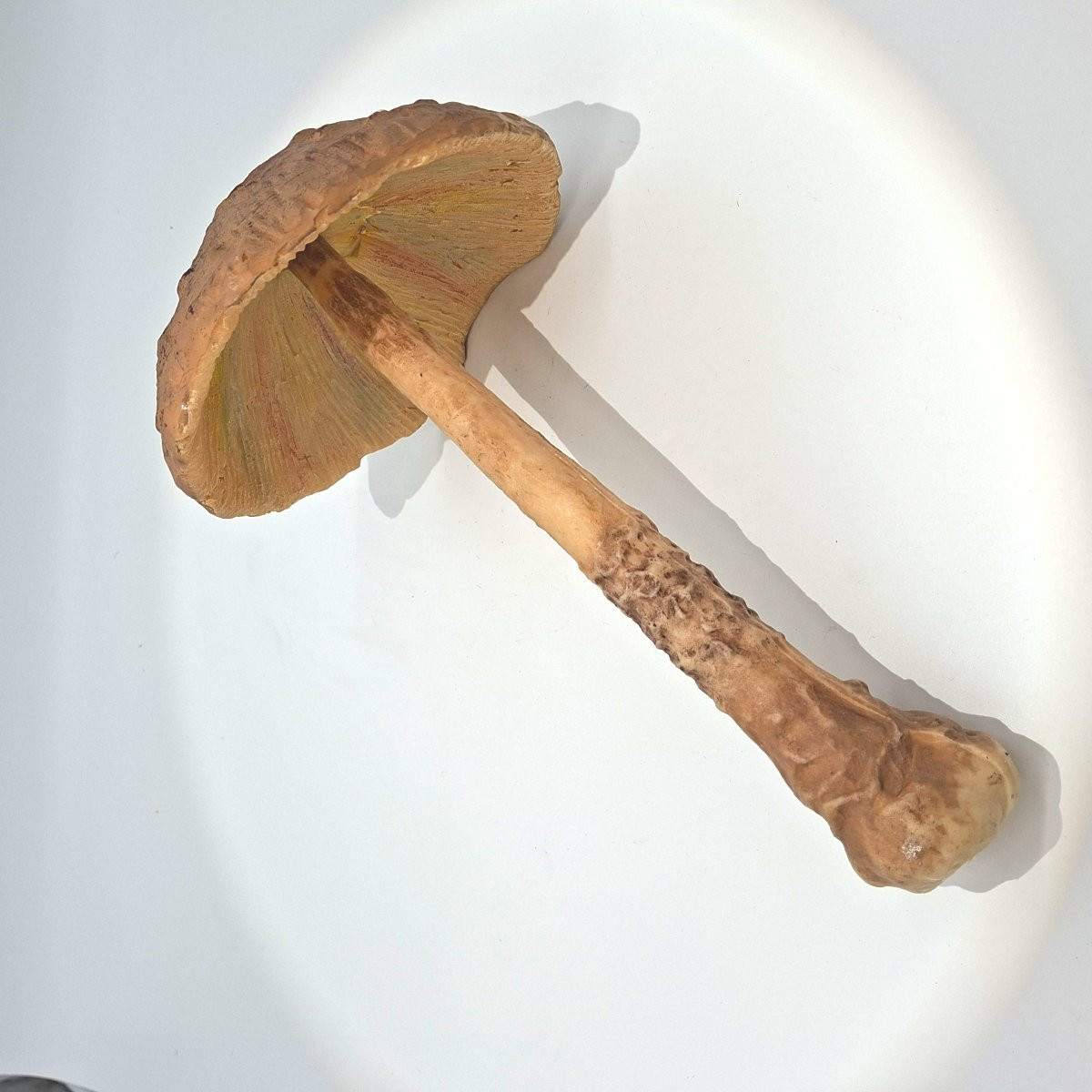 grand champignon didactique en latex.-photo-3