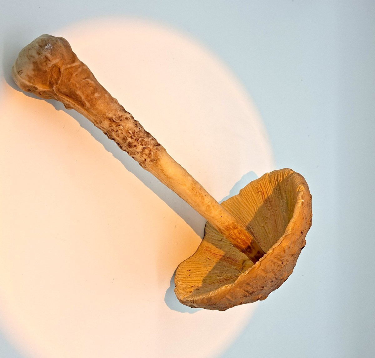 grand champignon didactique en latex.-photo-4