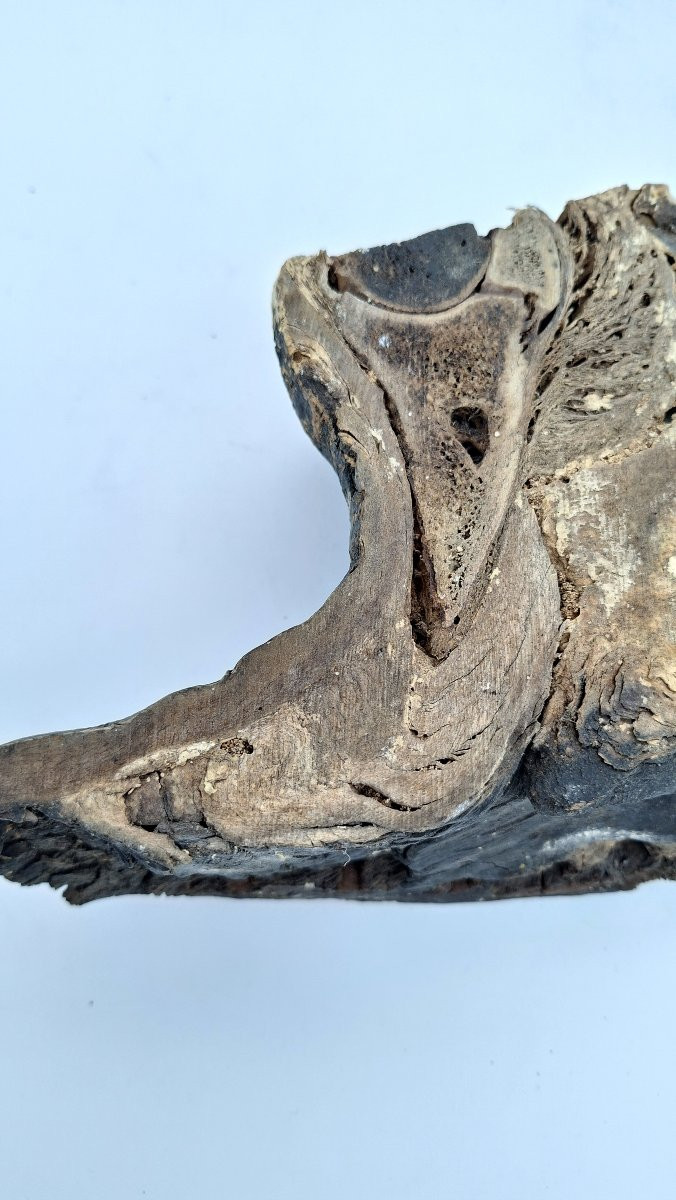 Mummified Horse's Hoof For Vet-photo-2