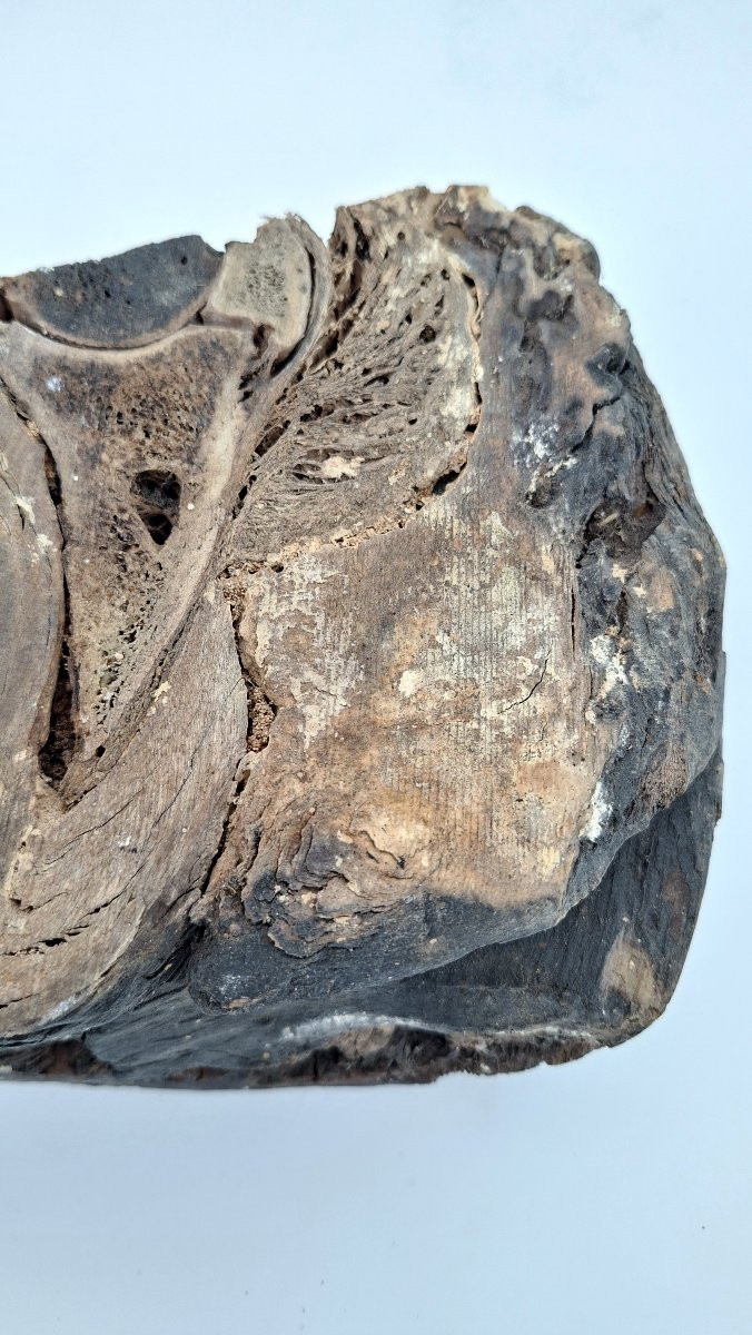 Mummified Horse's Hoof For Vet-photo-3