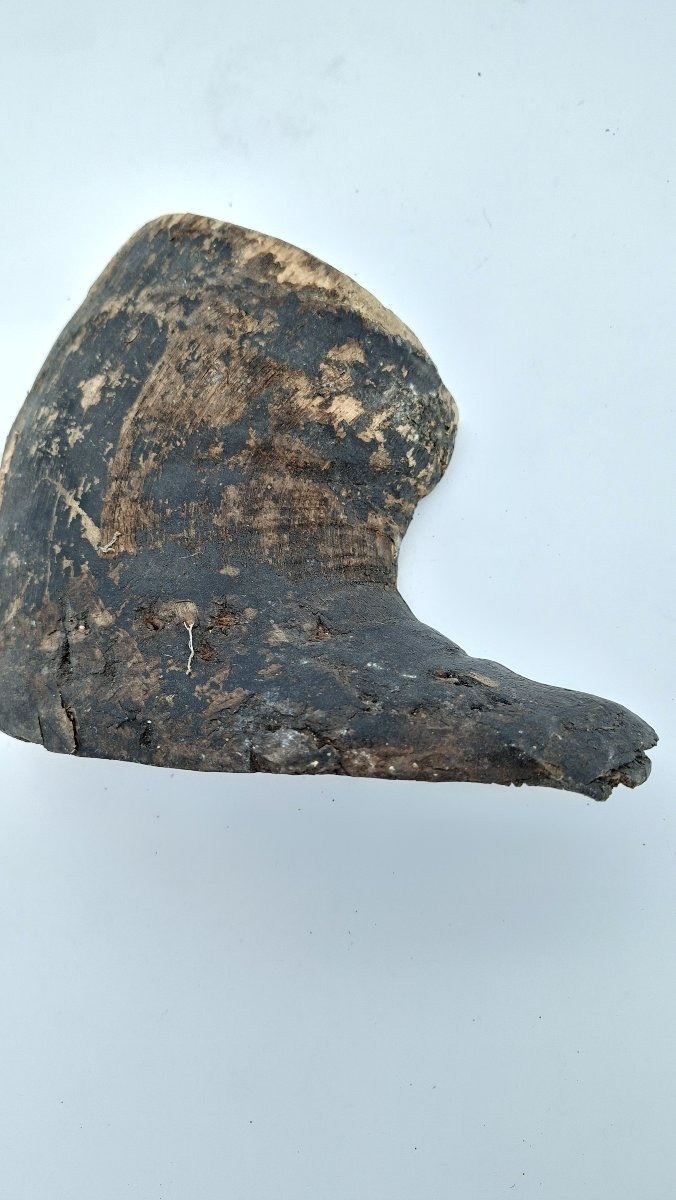 Mummified Horse's Hoof For Vet-photo-4