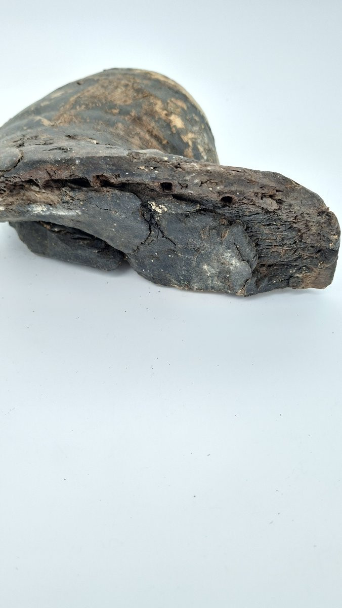 Mummified Horse's Hoof For Vet-photo-1
