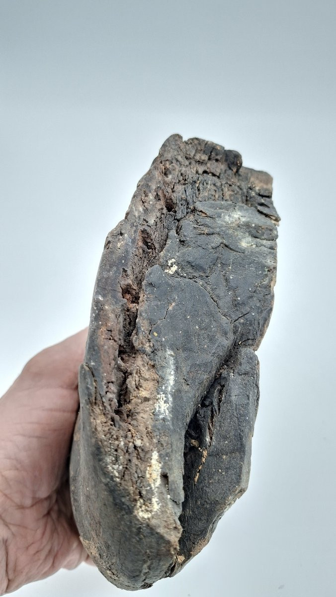 Mummified Horse's Hoof For Vet-photo-3