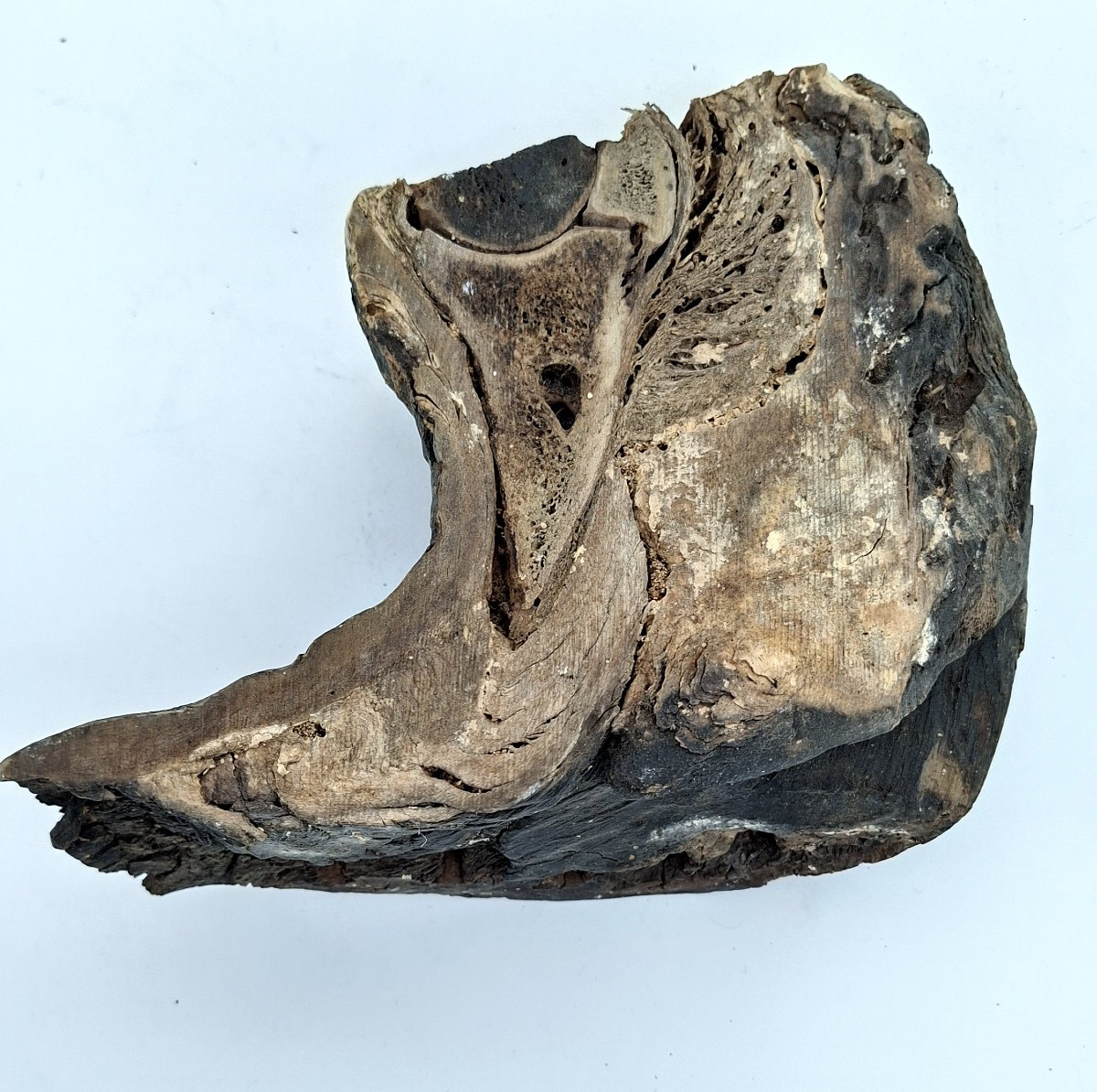Mummified Horse's Hoof For Vet