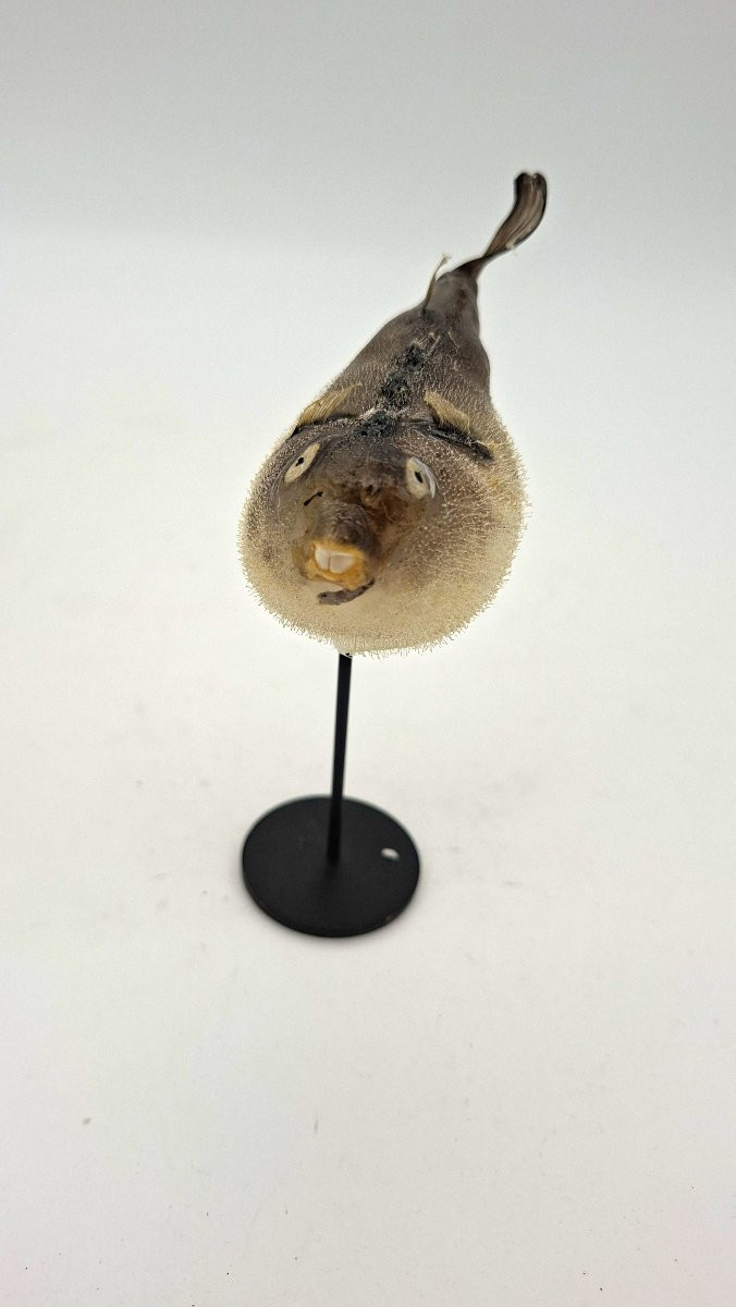 carinotetraodon travancoricus ou joli petit poisson-photo-2