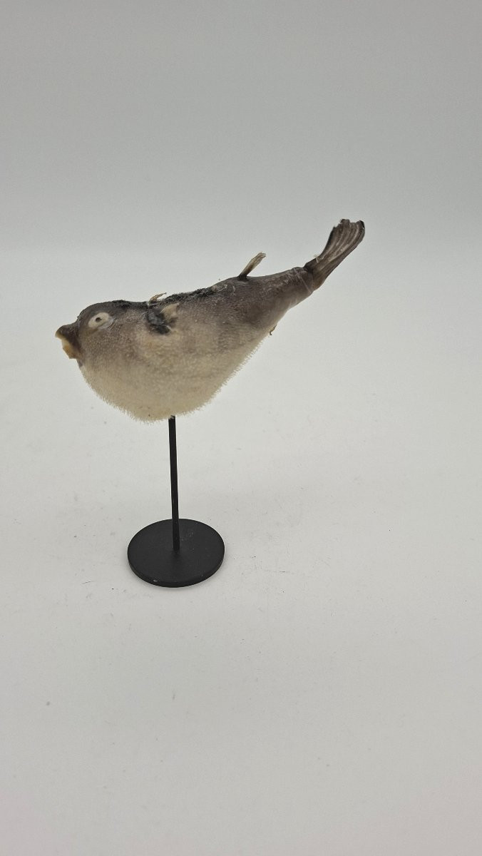 carinotetraodon travancoricus ou joli petit poisson-photo-3