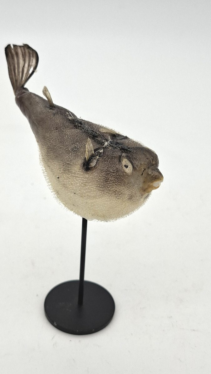 carinotetraodon travancoricus ou joli petit poisson-photo-4