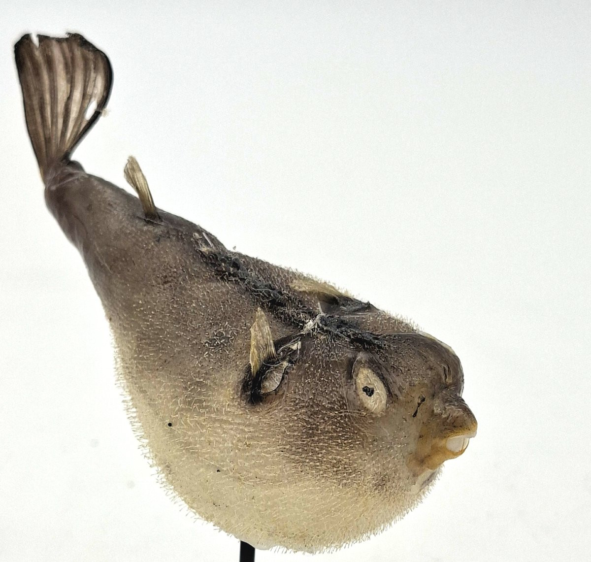 carinotetraodon travancoricus ou joli petit poisson-photo-1