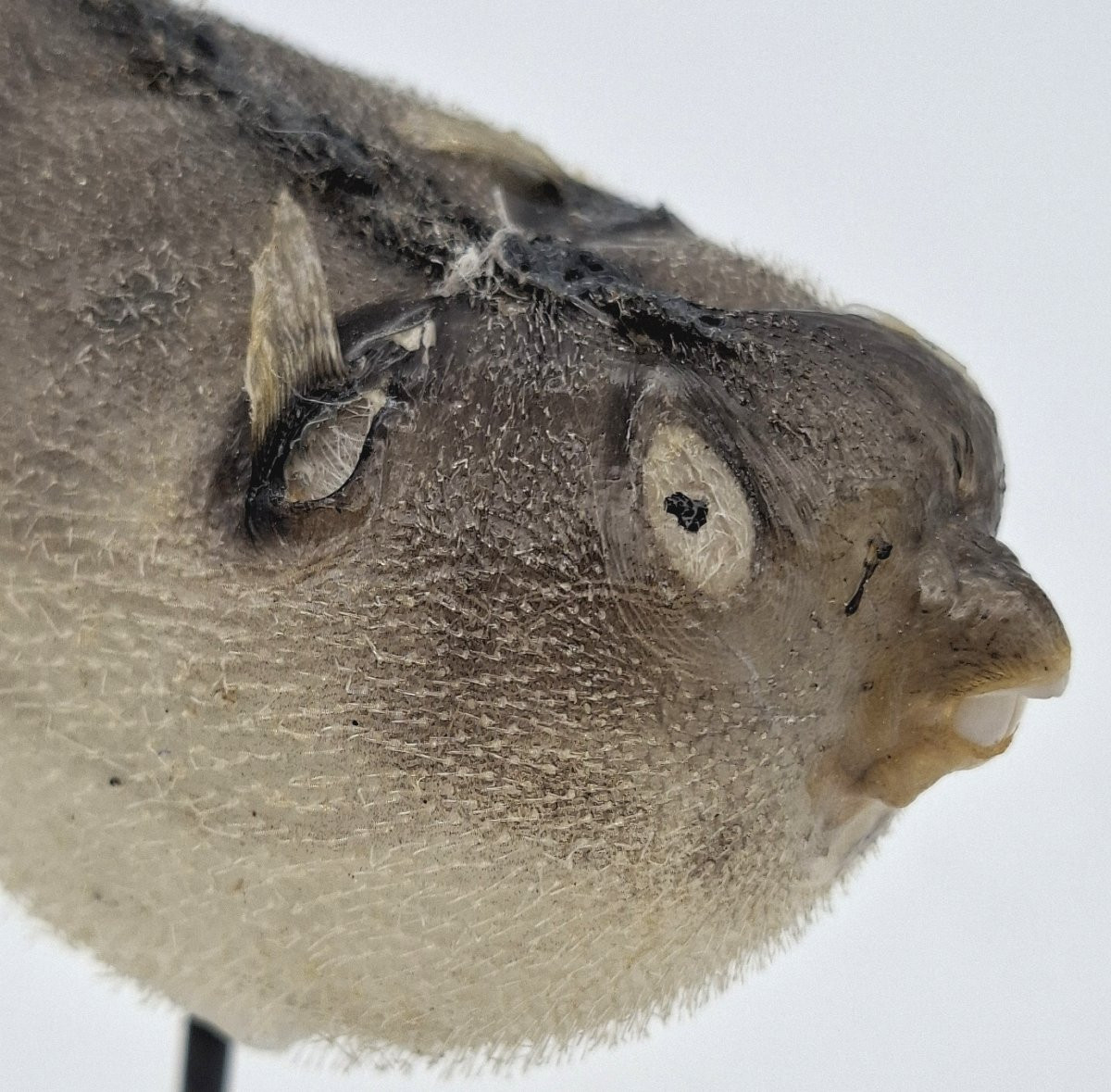 carinotetraodon travancoricus ou joli petit poisson-photo-2