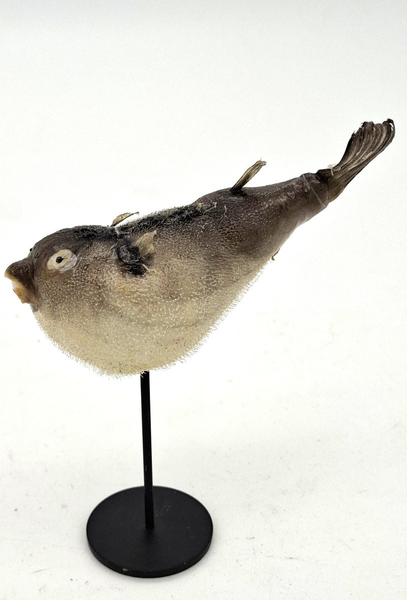 carinotetraodon travancoricus ou joli petit poisson