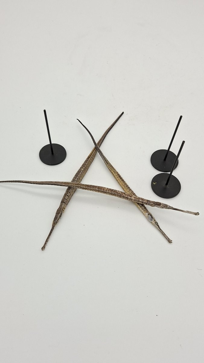 trois anguilles vesardes ou syngnathes -photo-2